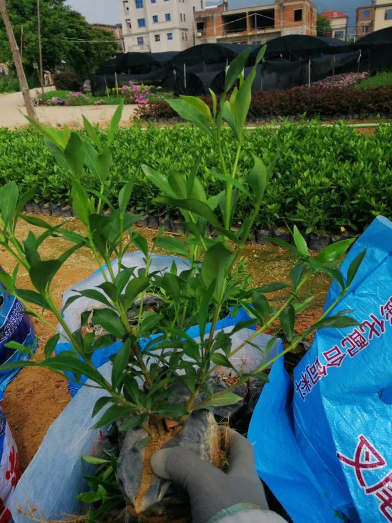 桅子花福建漳州桅子花绿化庭院设计基地直供大小规格袋苗