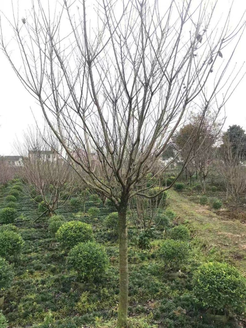 日本樱花，日本晚樱，1.2—1.5米分枝点樱花