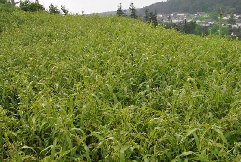 自家种植，高山薏仁，新薏仁。