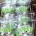 新日期奶枣全面升级！口感非常好