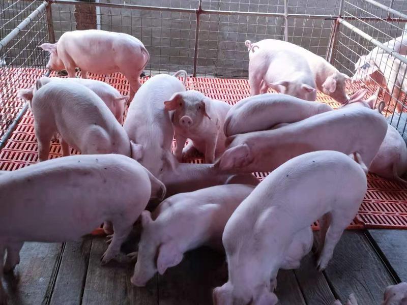 精品三元仔猪大量供应，防疫严格，保证健康猪场抓猪送猪到家