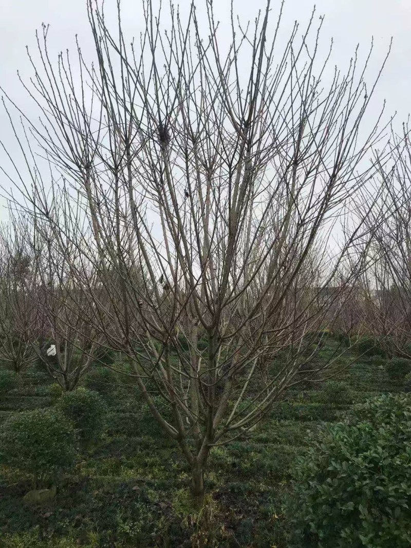 日本樱花，低分枝樱花，地径8—12公分樱花