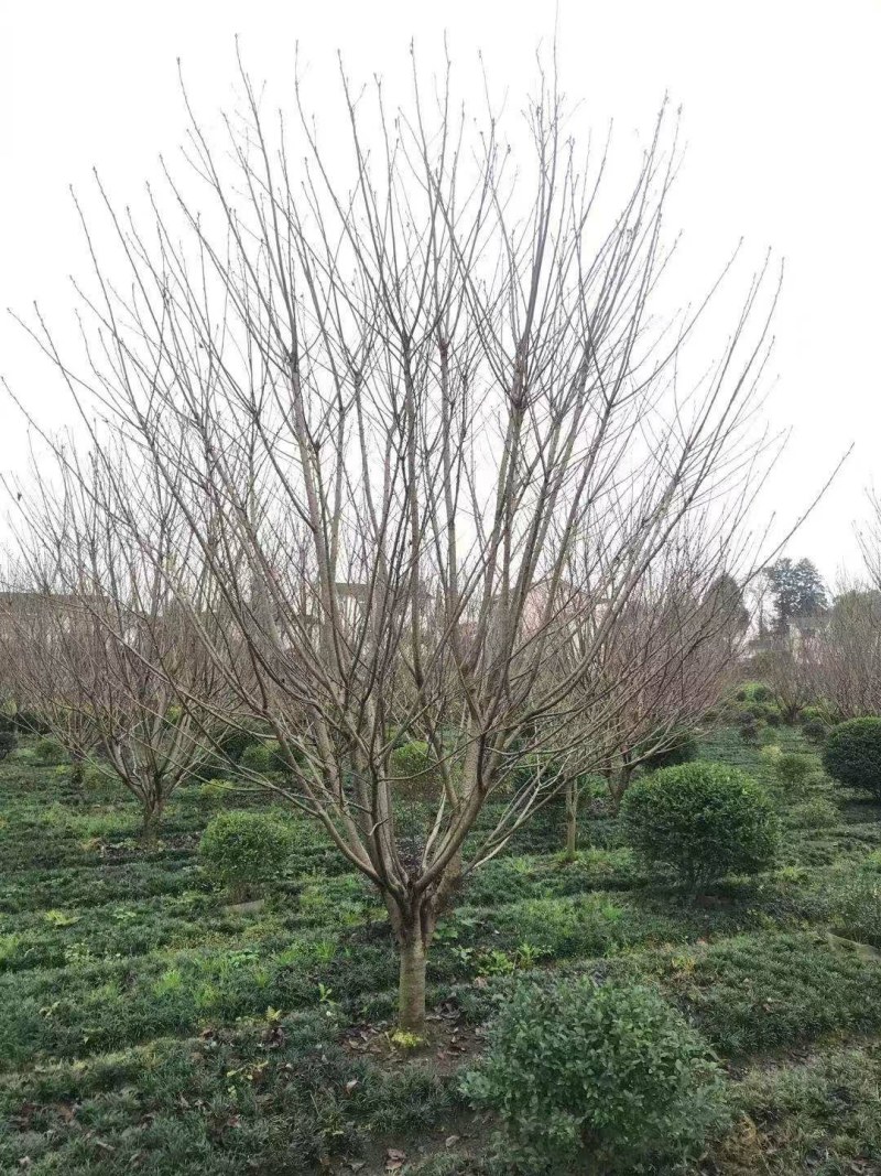 日本樱花，低分枝樱花，地径8—12公分樱花