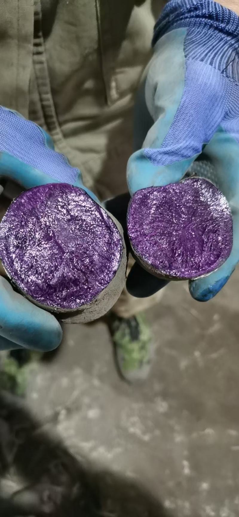 黑金刚土豆一件代发马铃薯种子种薯黑洋芋五斤