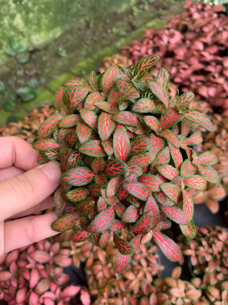 网纹草(可剪叶发货）基地出货
