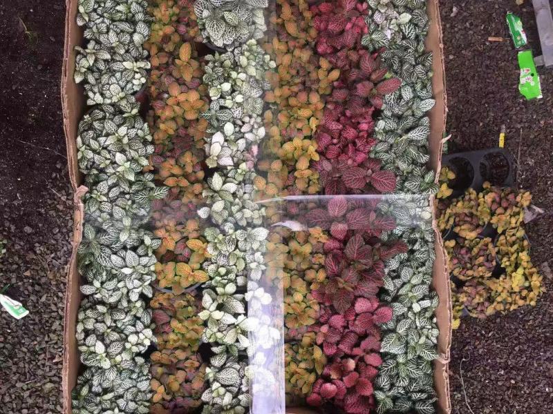 网纹草(可剪叶发货）基地出货