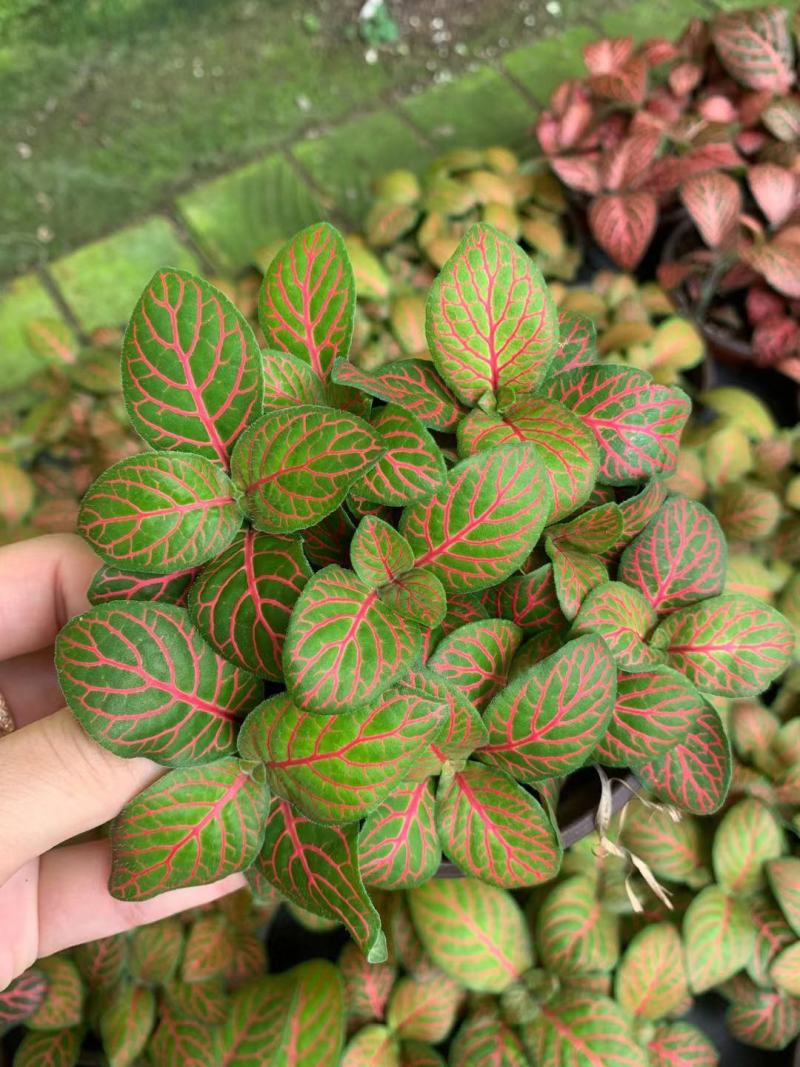 网纹草(可剪叶发货）基地出货