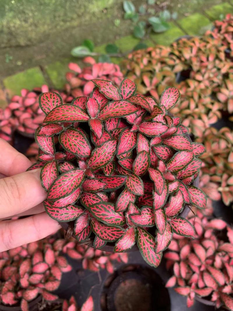 网纹草(可剪叶发货）基地出货