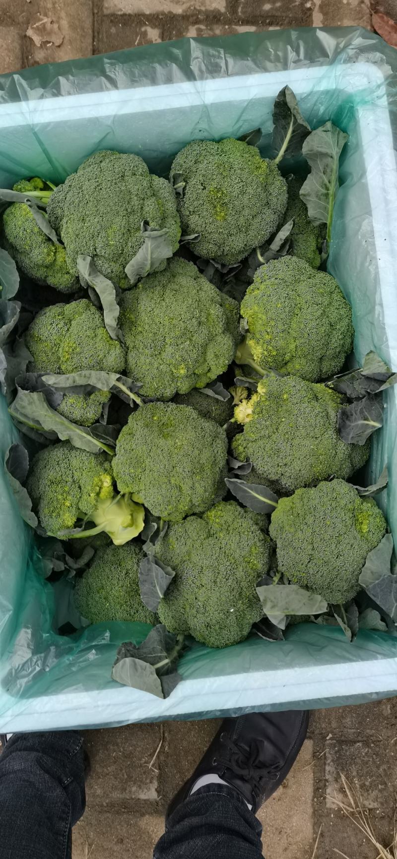 大量西兰花上市中，产地直发，保质保量，诚信经营，合作共赢