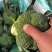 大量西兰花上市中，产地直发，保质保量，诚信经营，合作共赢
