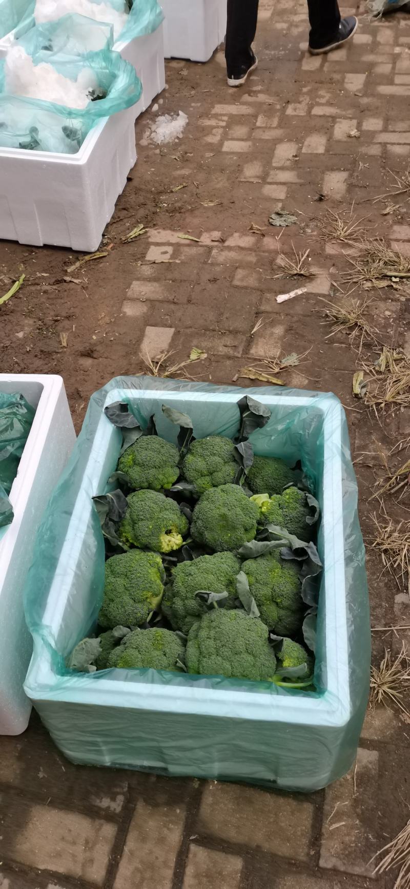 大量西兰花上市中，产地直发，保质保量，诚信经营，合作共赢
