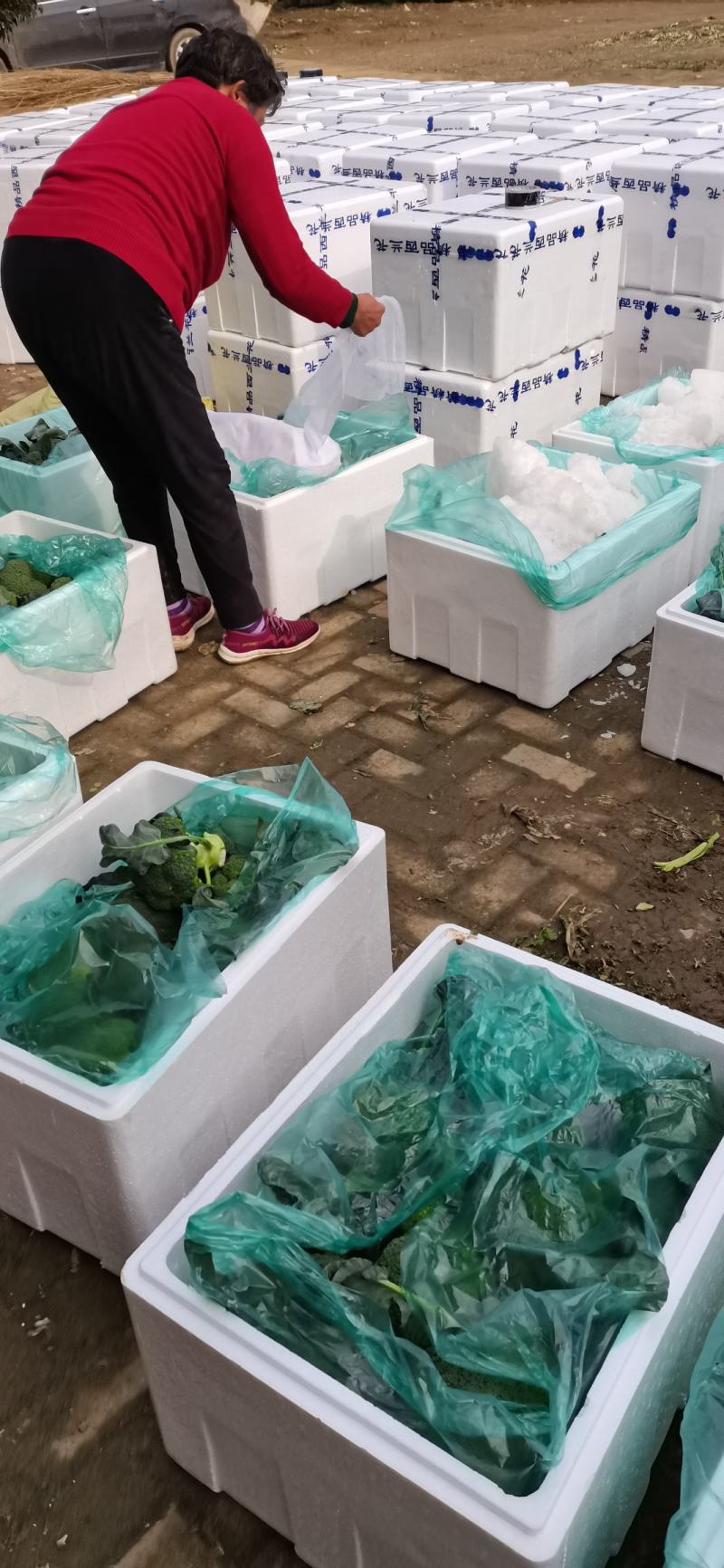 大量西兰花上市中，产地直发，保质保量，诚信经营，合作共赢