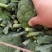 大量西兰花上市中，产地直发，保质保量，诚信经营，合作共赢
