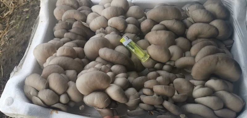 东北吉林鲜平菇大量上市！加工盐水平菇欢迎采购！全国代发！