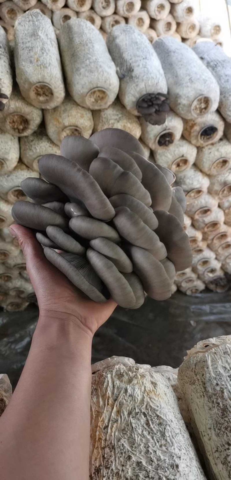 东北吉林鲜平菇大量上市！加工盐水平菇欢迎采购！全国代发！
