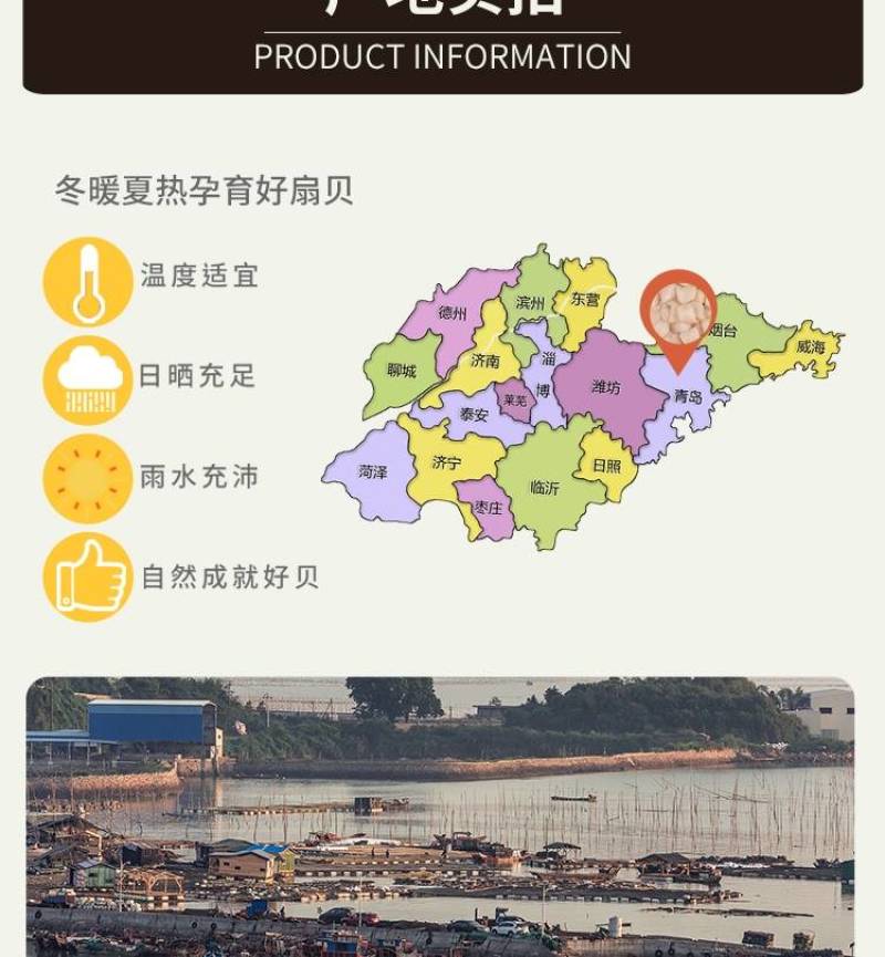 单冻扇贝柱，新鲜海鲜水产大瑶柱贝柱，元贝，鲜贝