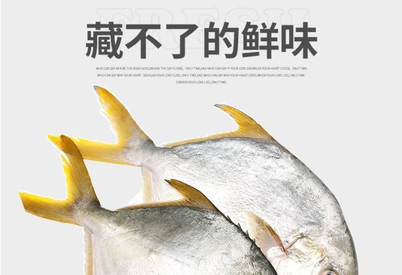 鲳鱼，金鲳鱼，规格齐全，价格美丽，每件20斤