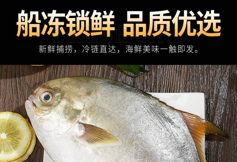 鲳鱼，金鲳鱼，规格齐全，价格美丽，每件20斤