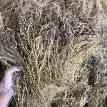 滇龙胆草长期大货供应精选货选货统货