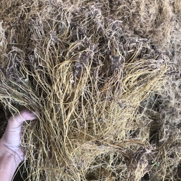 滇龙胆草长期大货供应精选货选货统货