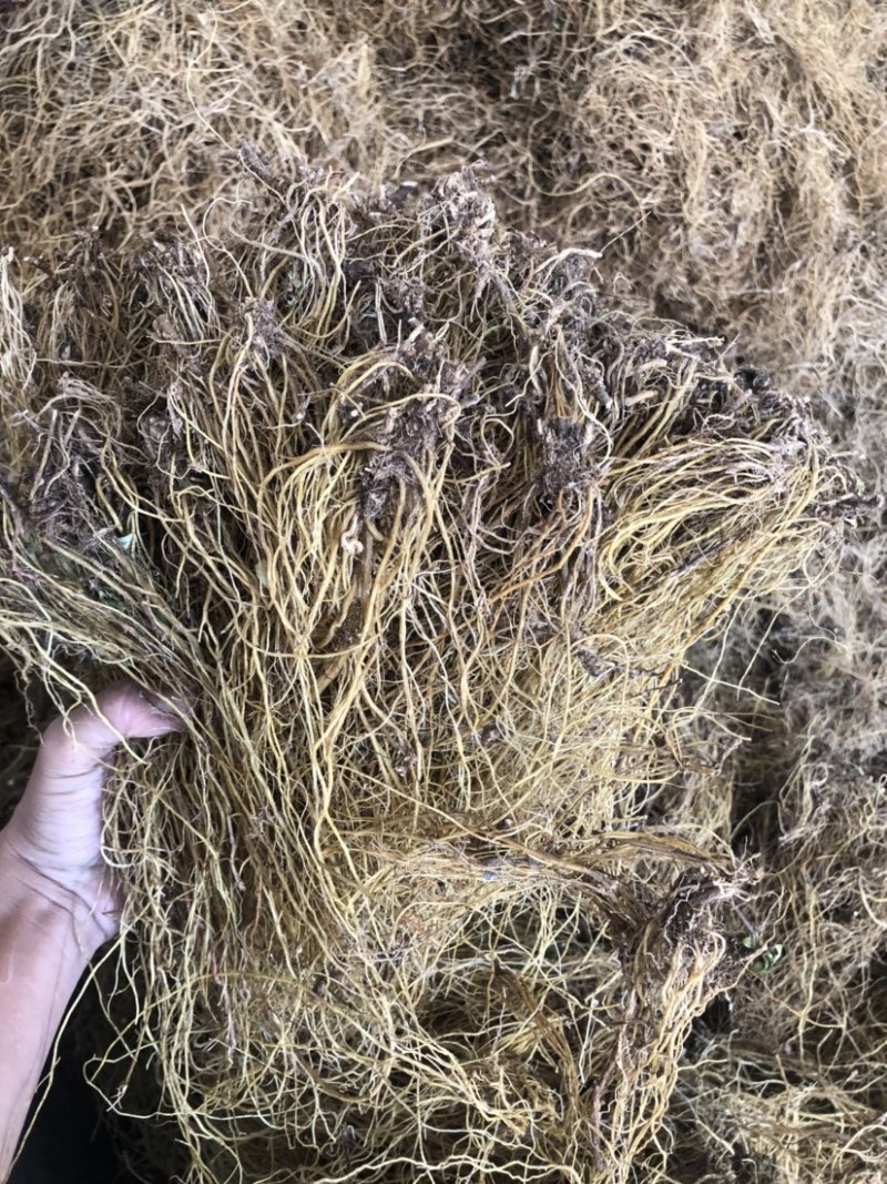 滇龙胆草长期大货供应精选货选货统货