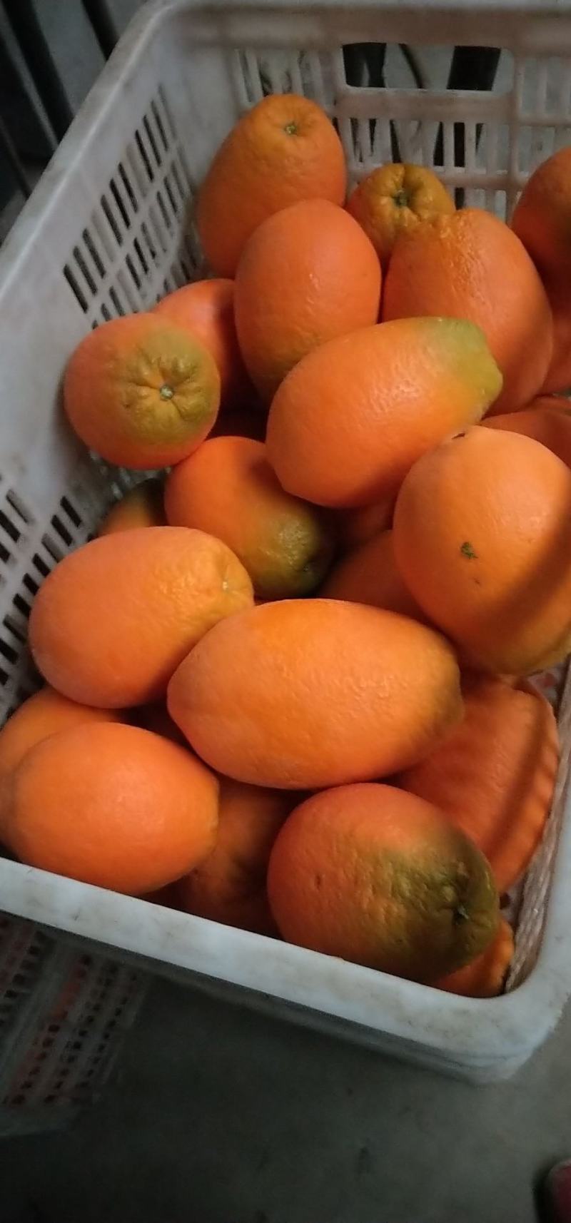 【火爆】湖北橙子纽荷尔，个大皮薄，口感好，质量保证。