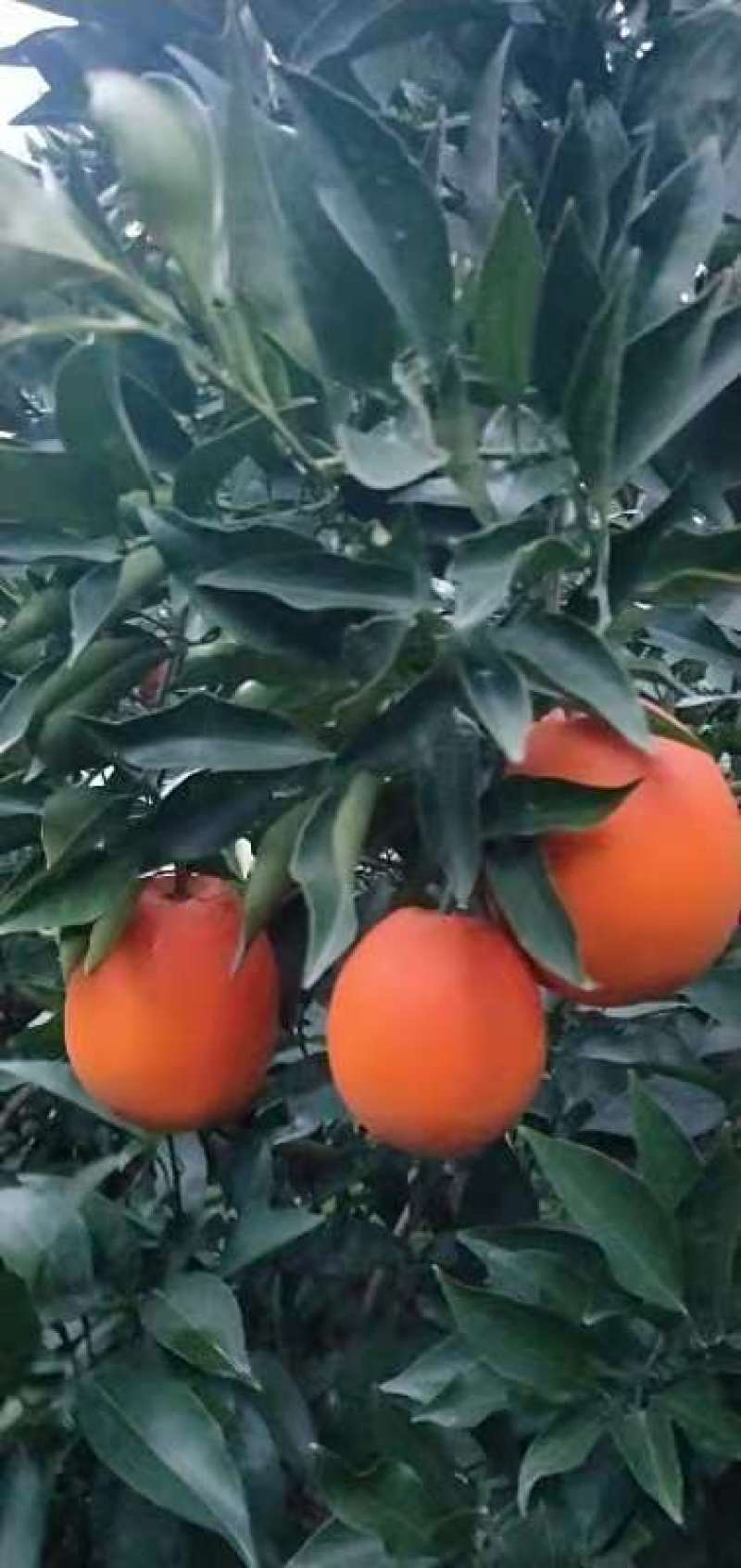 【火爆】湖北橙子纽荷尔，个大皮薄，口感好，质量保证。