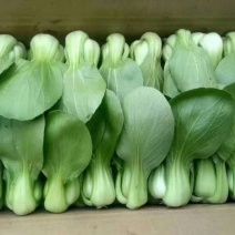 精品唐菜，大量叶菜上市