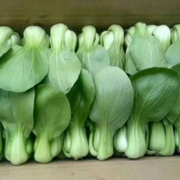 精品唐菜，大量叶菜上市