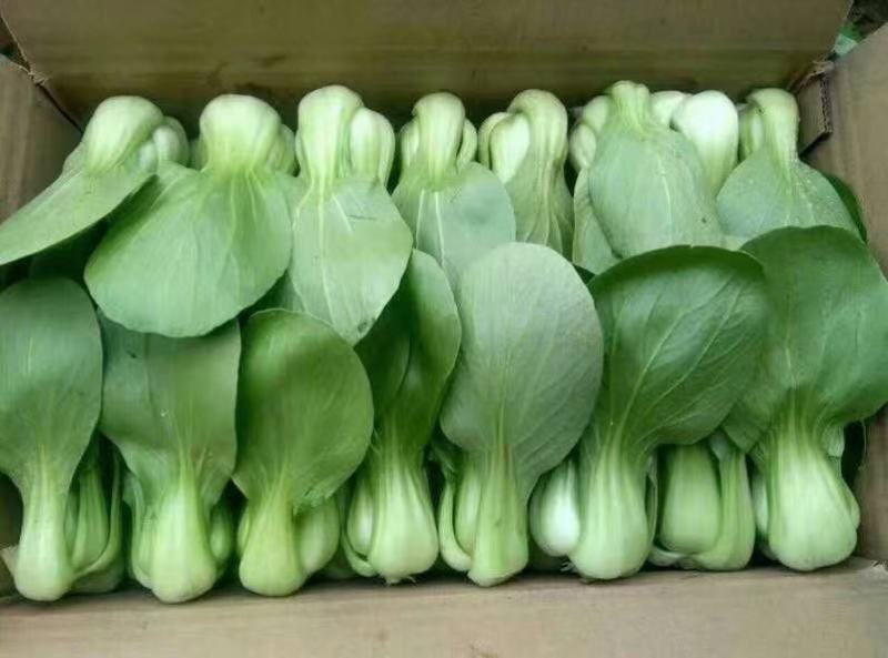 精品唐菜，大量叶菜上市