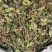 桑寄生【包邮】三斤起发货可批量可零售量大从优