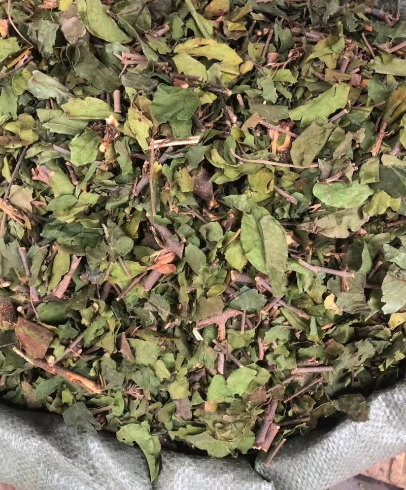 桑寄生【包邮】三斤起发货可批量可零售量大从优