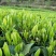 恩施富硒绿茶高中低档均有供应可定制礼盒