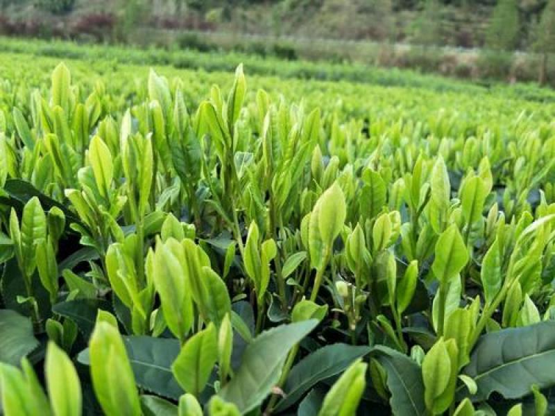 恩施富硒绿茶高中低档均有供应可定制礼盒