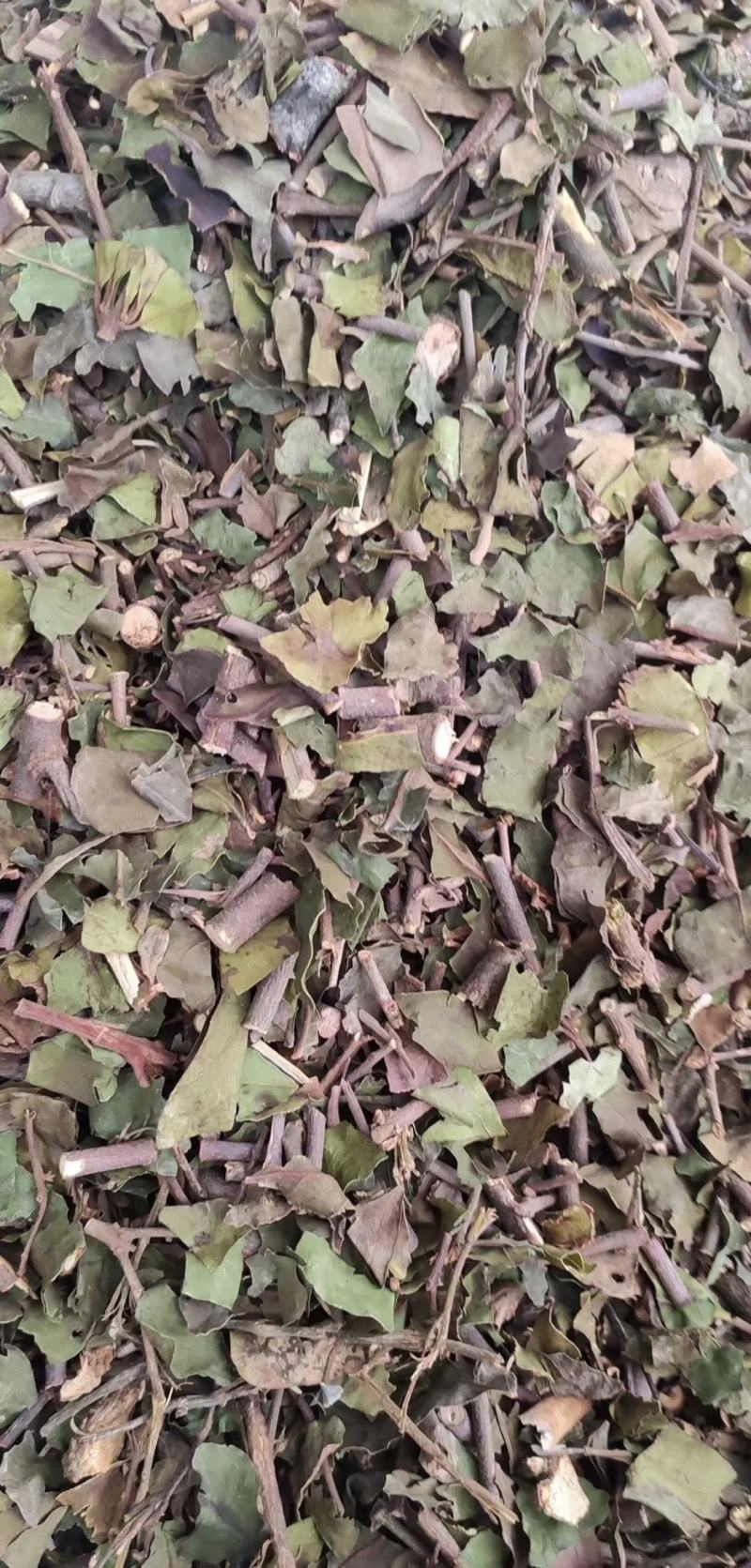 桑寄生【包邮】三斤起发货可批量可零售量大从优