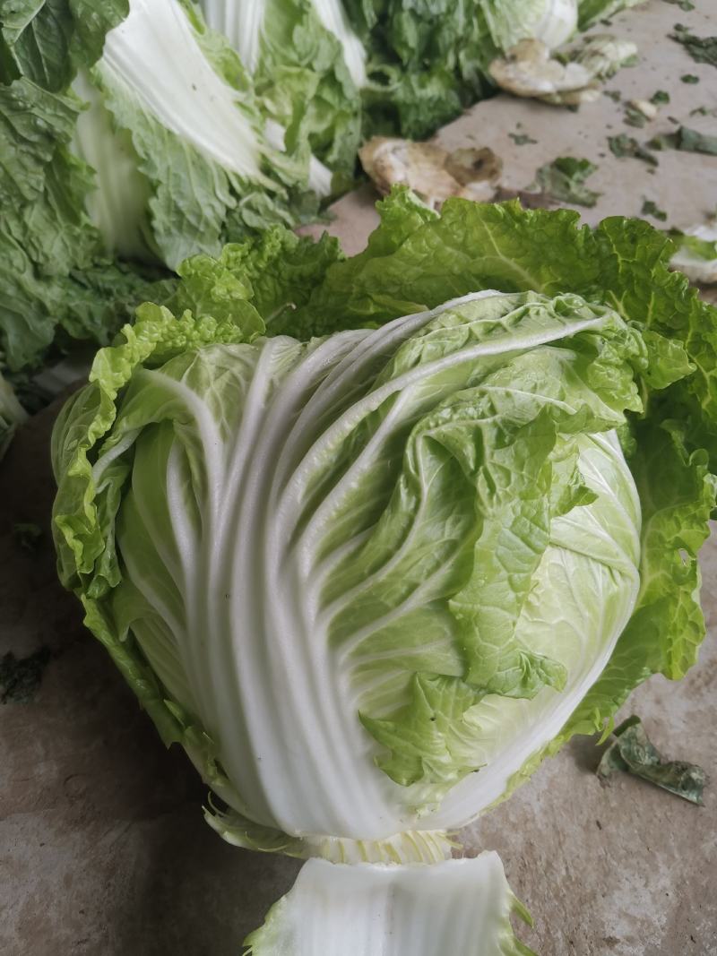 河南大白菜，秦白2号白菜，颜色翠绿，量大从优适用于学校食堂