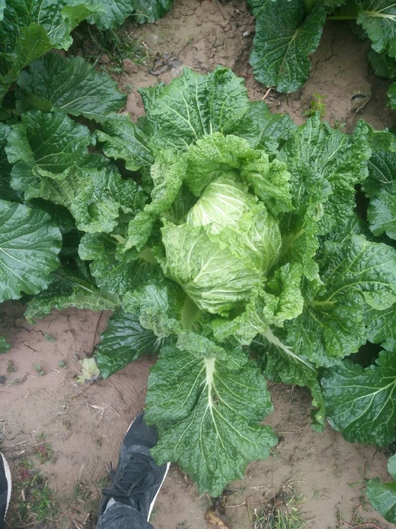 北京三号白菜40亩量大从优