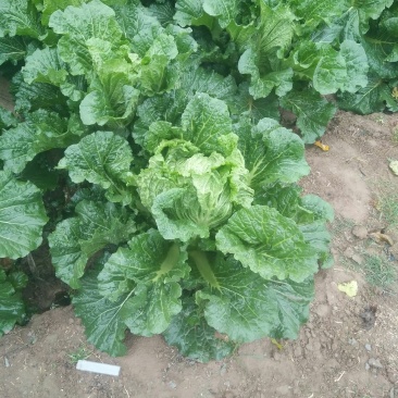 北京三号白菜40亩量大从优