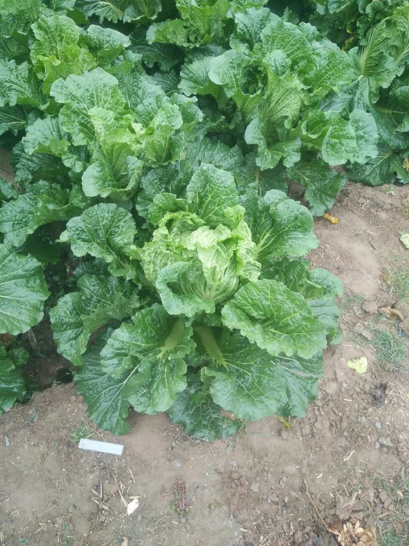 北京三号白菜40亩量大从优