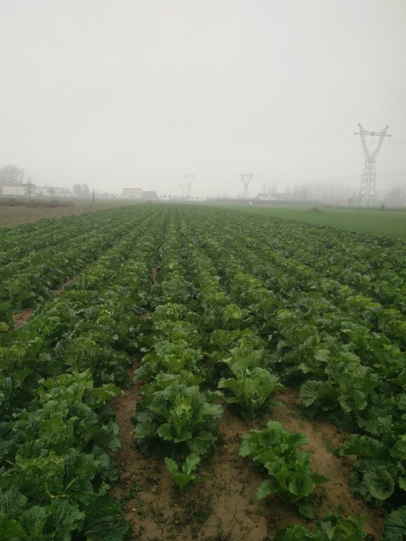 北京三号白菜40亩量大从优