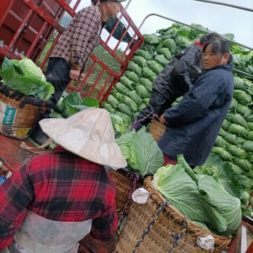 甘蓝类需要得老板赶快