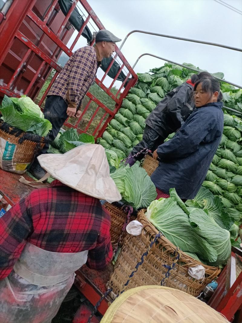 甘蓝类需要得老板赶快