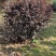 红花继木苗木生产基地，有杯苗，桶苗，地栽苗等，剩下的就是