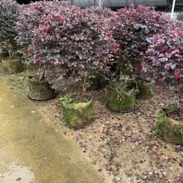 红花继木苗木生产基地，有杯苗，桶苗，地栽苗等，剩下的就是