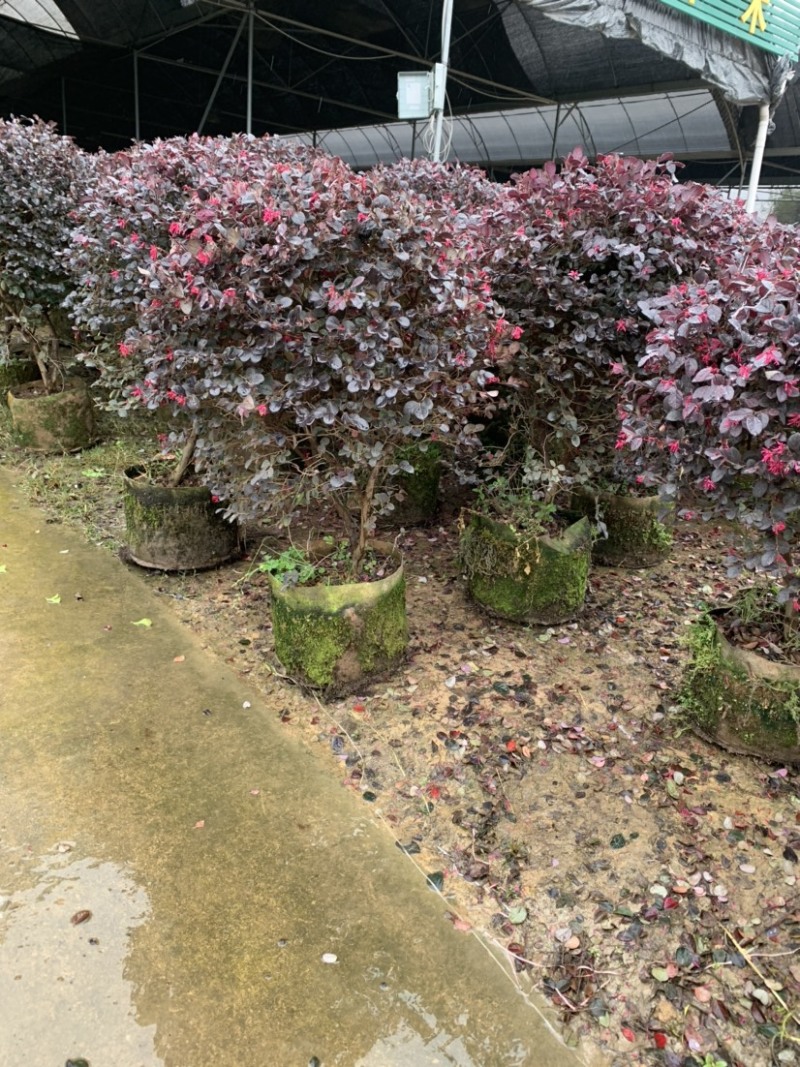 红花继木苗木生产基地，有杯苗，桶苗，地栽苗等，剩下的就是