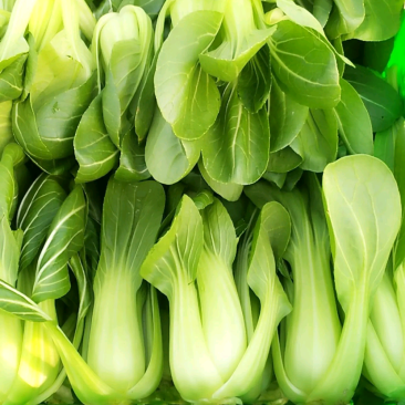 江西青菜上海青个头大质量好价格可议自家基地种植包售后