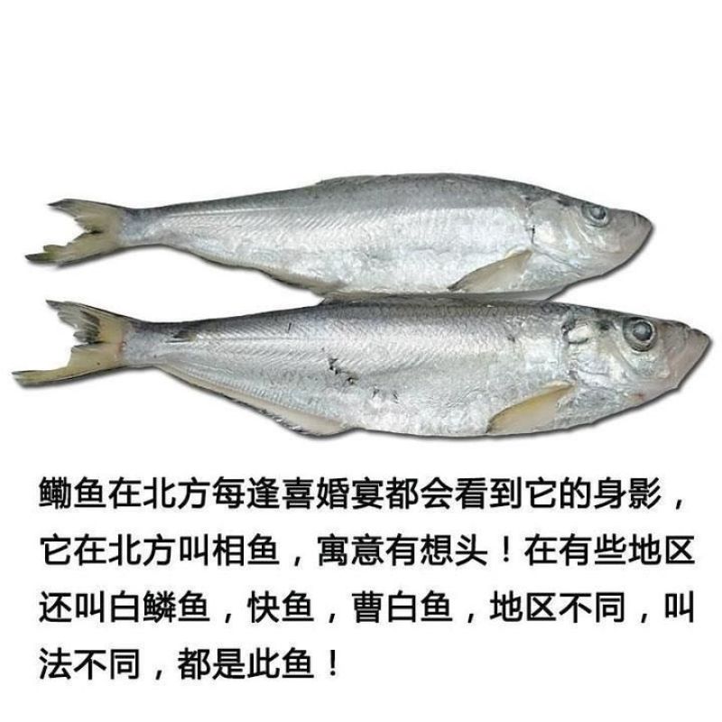 白磷鱼腌制咸鱼干也叫快鱼！自带油性产地直销大量现货供应