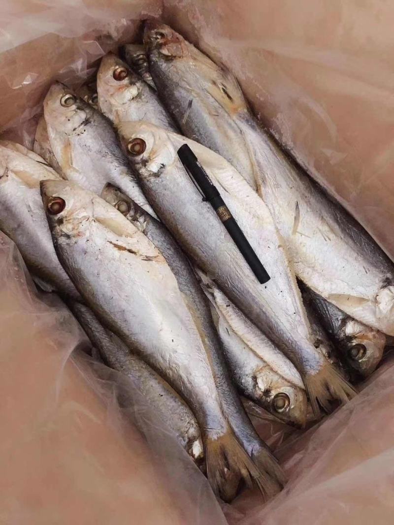 白磷鱼腌制咸鱼干也叫快鱼！自带油性产地直销大量现货供应