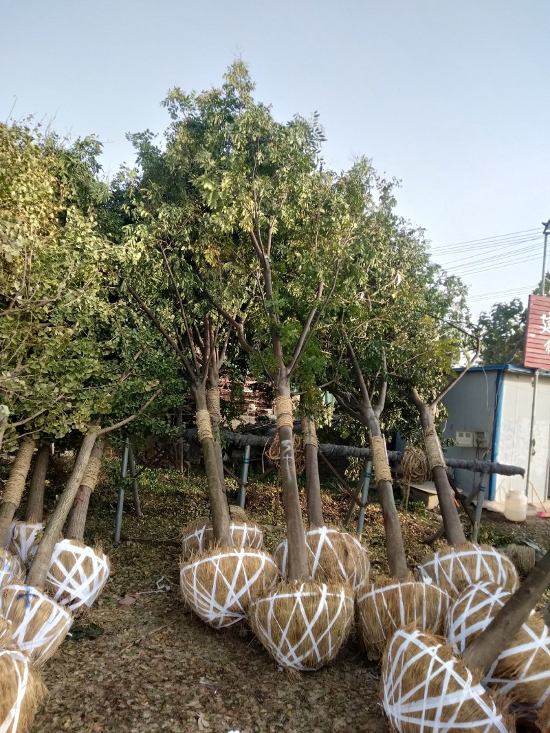 栾树10～20公分量大