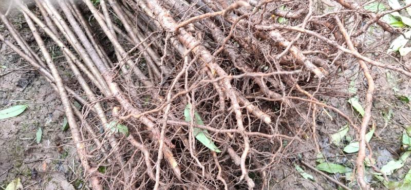 【优选】四川毛桃树苗自家苗圃种植毛桃实生苗品质保证